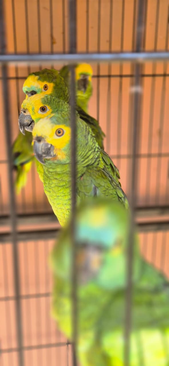 Centro de Triagem de Animais Silvestres (CETAS) por Moysés Suzart
