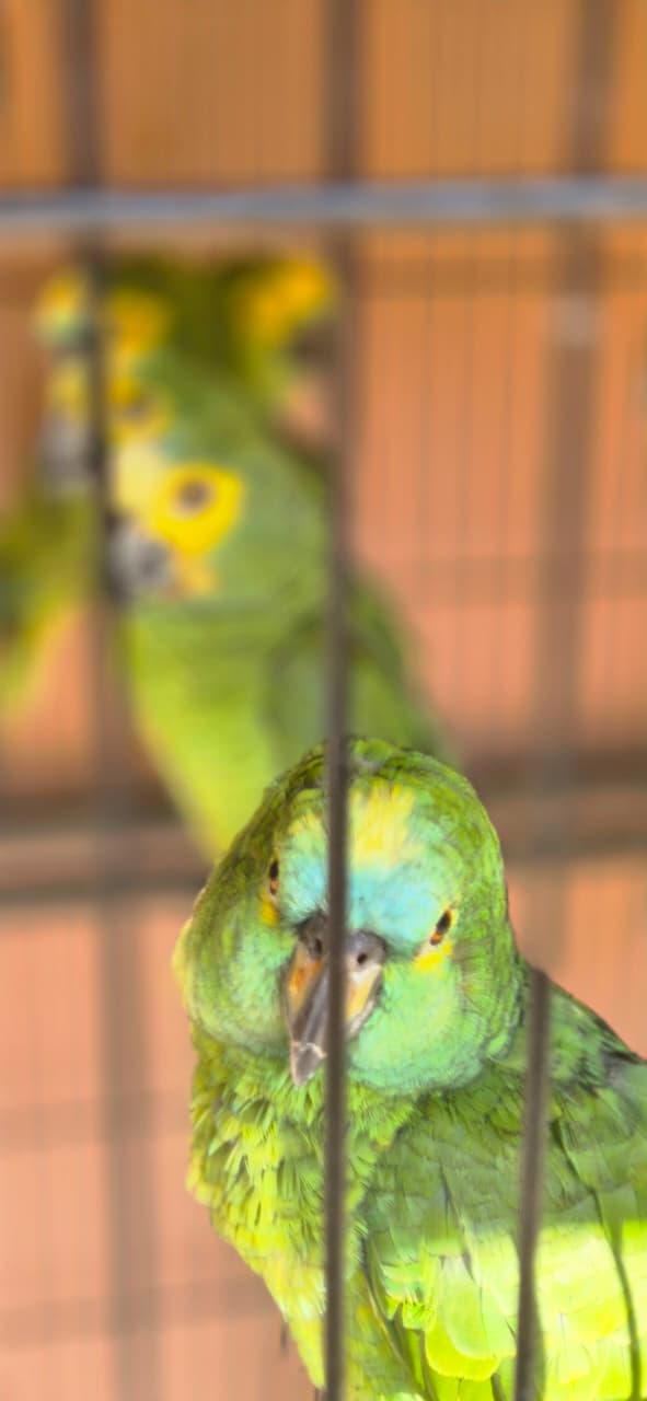 Centro de Triagem de Animais Silvestres (CETAS) por Moysés Suzart