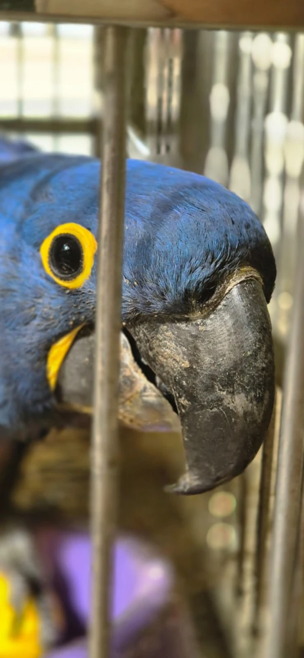 Centro de Triagem de Animais Silvestres (CETAS) por Moysés Suzart