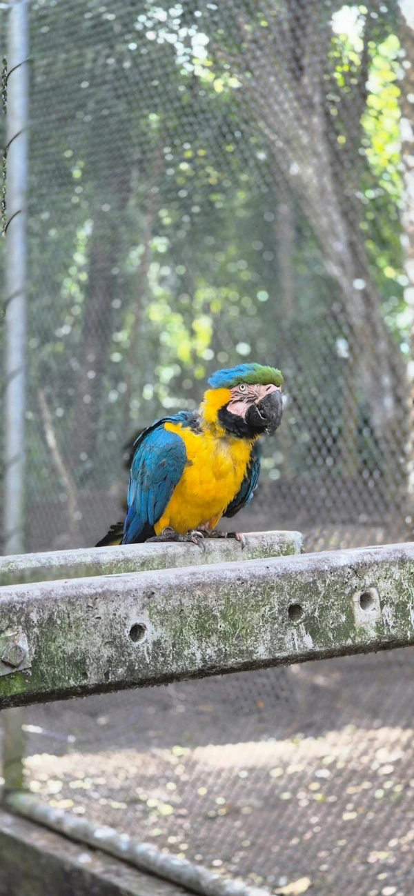 Centro de Triagem de Animais Silvestres (CETAS) por Moysés Suzart