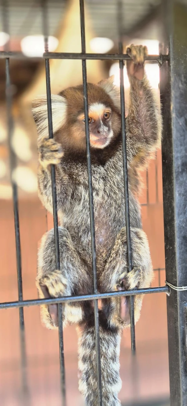 Centro de Triagem de Animais Silvestres (CETAS) por Moysés Suzart