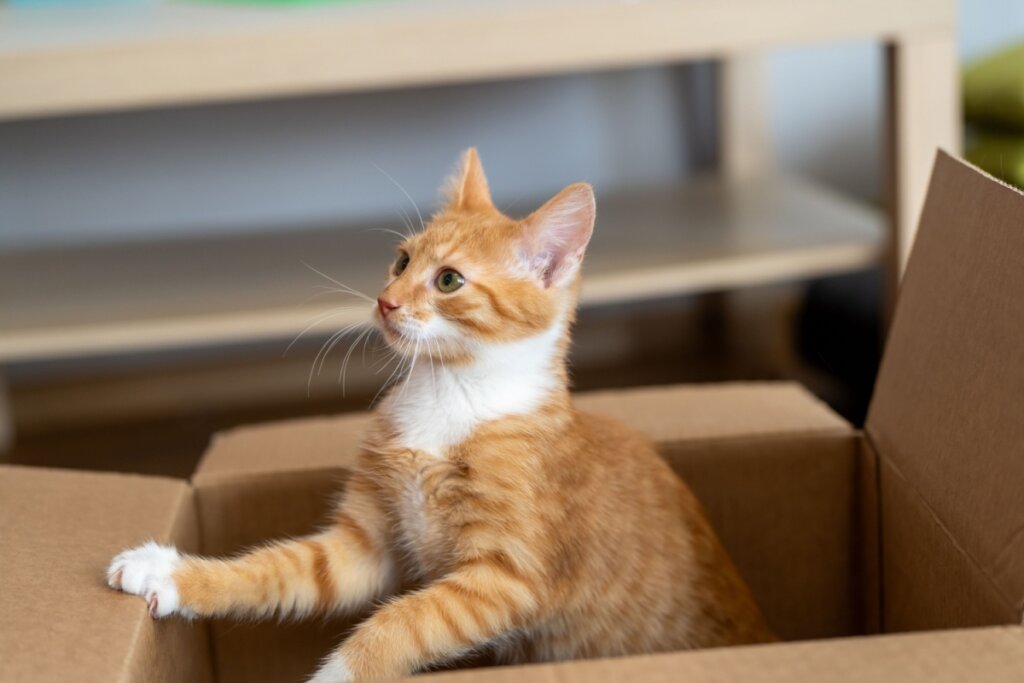 Pandora é o nome perfeito para gatas que gostam de abrir gavetas e entrar em caixas (Imagem: Andrii Yalanskyi | Shutterstock)