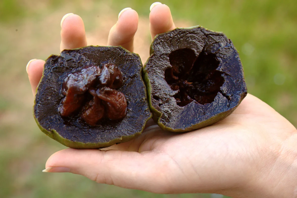 Sapote preto ou sapota preta: a fruta pudim de chocolate por Reprodução