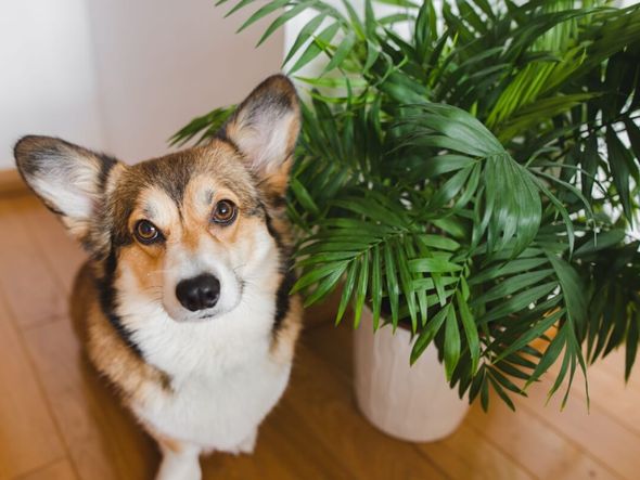 Imagem - 11 plantas tóxicas para manter fora do alcance de cães e gatos