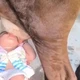 Imagem - Vídeo de pai fazendo bebê mamar direto na teta da vaca causa revolta e alerta sobre riscos à saúde