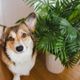 Imagem - 11 plantas tóxicas para manter fora do alcance de cães e gatos