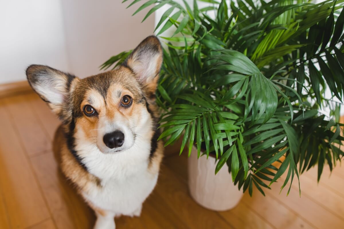 Certas plantas são tóxicas para os animais de estimação (Imagem: Jus_Ol | Shutterstock) 