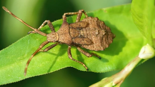 Percevejo marrom, popularmente conhecido também como “percevejo do diabo”, chama atenção pela casca rígida e pela cor que varia em tons de marrom por Freepik