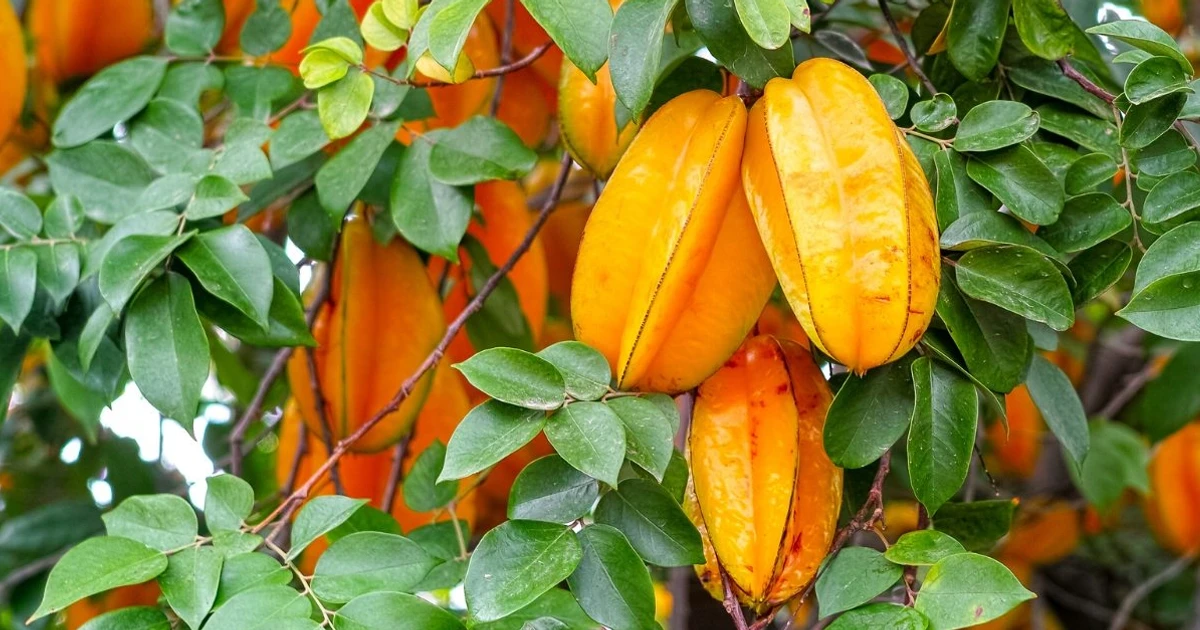 Imagem - Algumas frutas podem matar: veja quais você precisa ter cuidado ao consumir