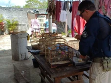 Imagem - 67 aves silvestres são resgatadas em Feira de Santana