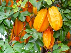 Imagem - Algumas frutas podem matar: veja quais você precisa ter cuidado ao consumir