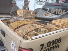 Imagem - Vinte e duas aves silvestres são resgatadas na Bahia; suspeito é preso
