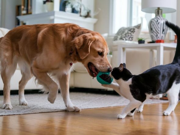 Imagem - 6 dicas para introduzir um cachorro em uma casa com gato