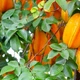 Imagem - Algumas frutas podem matar: veja quais você precisa ter cuidado ao consumir
