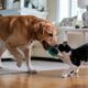 Imagem - 6 dicas para introduzir um cachorro em uma casa com gato