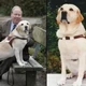 Imagem - Veja como um cachorro salvou dezenas de vidas durante o atentado do 11 de setembro