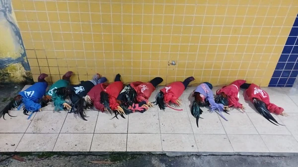 Ação conjunta reforça combate ao tráfico de animais, por Divulgação