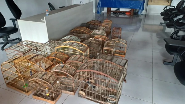 Ação conjunta reforça combate ao tráfico de animais, por Divulgação