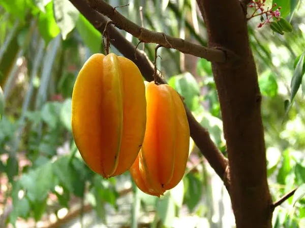 Carambola