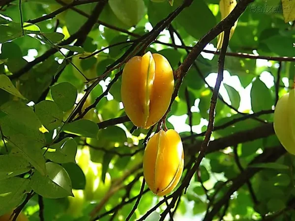 Carambola por Reprodução