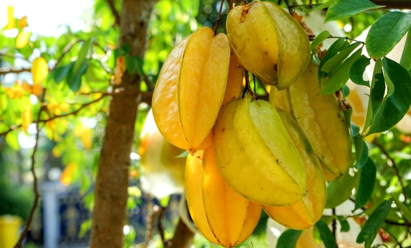 Carambola por Reprodução