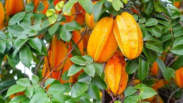 Carambola por Reprodução