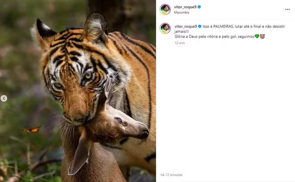 Post mostra tigre comendo um veado