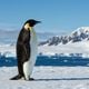 Imagem - 7 curiosidades interessantes sobre os pinguins