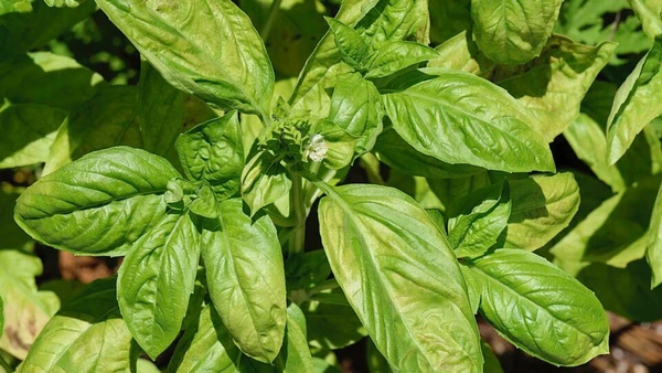 Descubra plantas que decoram e ainda funcionam como repelentes naturais