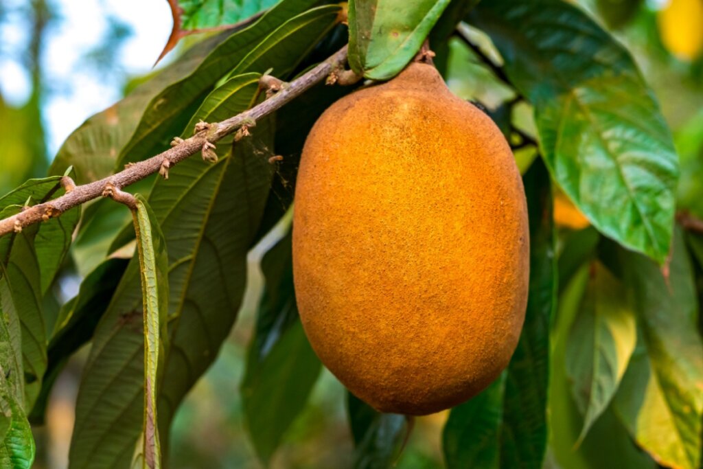 O cupuaçu é fonte de vitaminas e tem ação antioxidante (Imagem: Alexandre Laprise | Shutterstock)