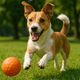 Imagem - 10 principais tipos de personalidades de cachorro
