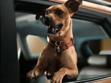 Imagem - 'Caramelo': Chevrolet homenageia vira-latas com SUV inspirado em filme da Netflix
