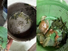 Imagem - Quatro pessoas são internadas em estado grave após comerem falsa couve em almoço