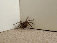 Imagem - Aprenda a maneira mais fácil de evitar que as perigosas aranhas marrons entrem na sua casa