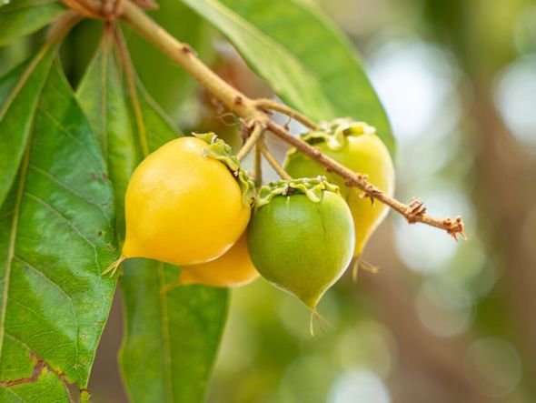Imagem - 5 benefícios da fruta murici para a saúde e como incluí-la na dieta