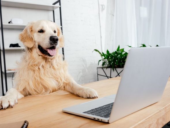 Imagem - 10 nomes ideais para cachorros curiosos