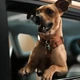 Imagem - 'Caramelo': Chevrolet homenageia vira-latas com SUV inspirado em filme da Netflix