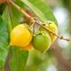 Imagem - 5 benefícios da fruta murici para a saúde e como incluí-la na dieta
