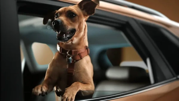Caramelo: novo carro da Chevrolet homenageia vira-lata famoso no Brasil  por Divulgação