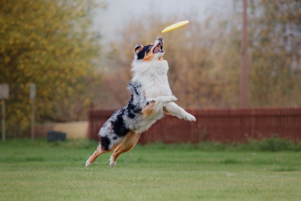 O nome Oliver é ideal para cachorros cheios de energia e que transformam a curiosidade em brincadeiras (Imagem: OlgaOvcharenko | Shutterstock)