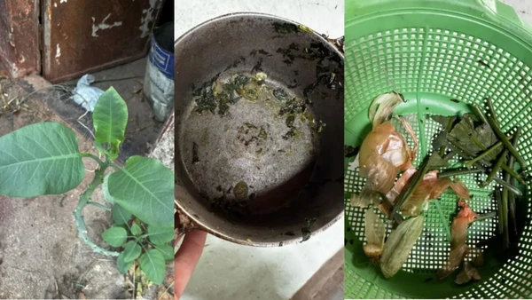 Quatro pessoas são internadas em estado grave após comerem falsa couve em almoço