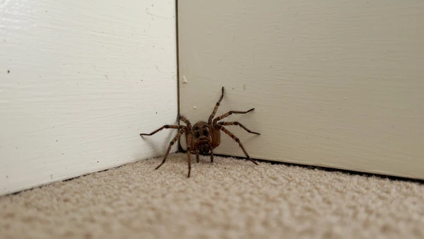 Uma mistura simples afasta a aranha e ainda impede que outras entrem no ambiente
