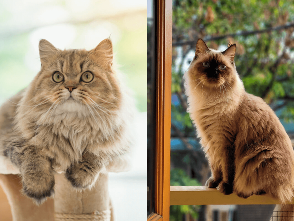 Imagem - 7 diferenças entre os gatos das raças persa e himalaio
