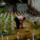 Imagem - Ossos espalhados e irregularidades ambientais: cemitério de pets em Salvador é alvo de denúncia