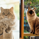 Imagem - 7 diferenças entre os gatos das raças persa e himalaio