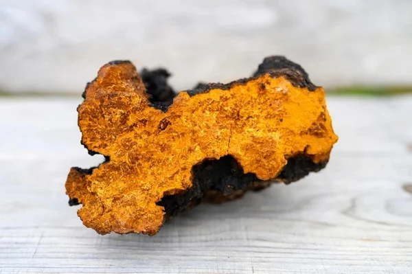 chaga por Divulgação