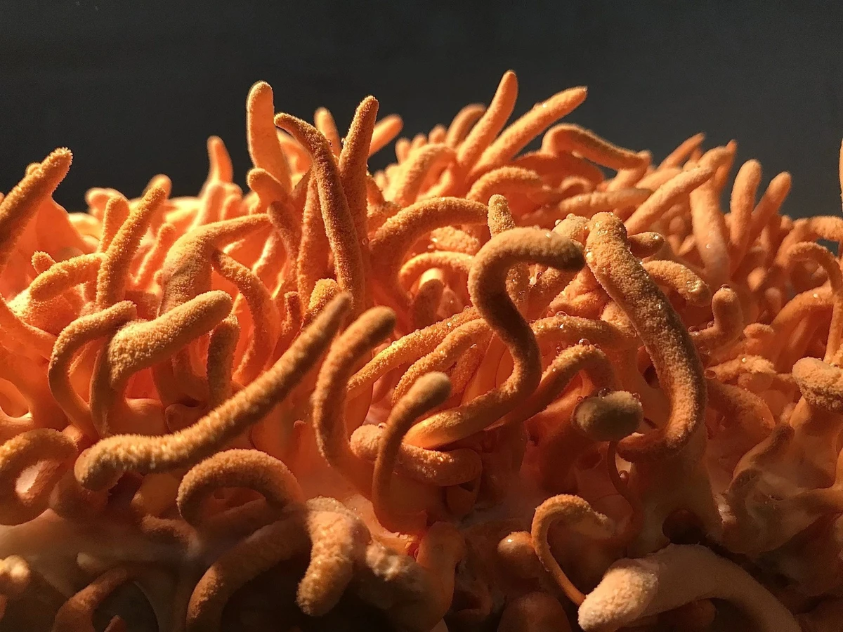 Reishi Cordyceps por Divulgação