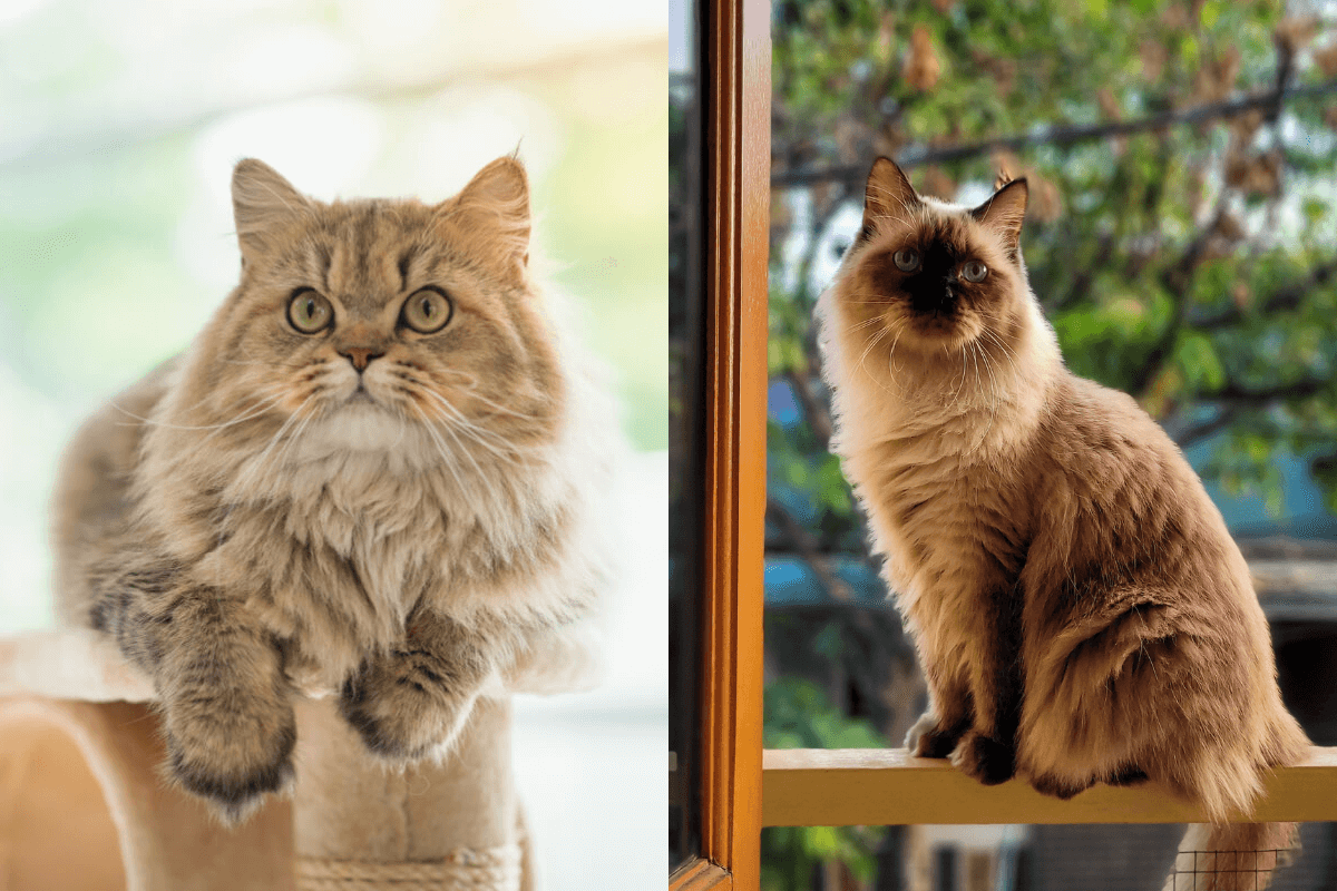 O gato persa e o himalaio podem ser inicialmente confundidos, mas eles têm características únicas (Imagem: ANURAK PONGPATIMET e Ta2ng Ko | Shutterstock)