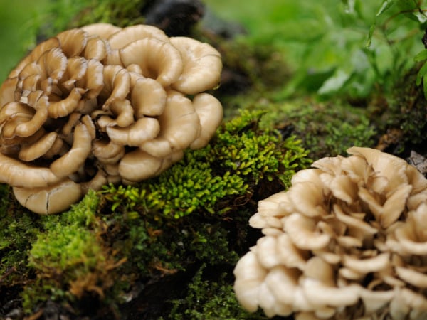 Maitake por Divulgação