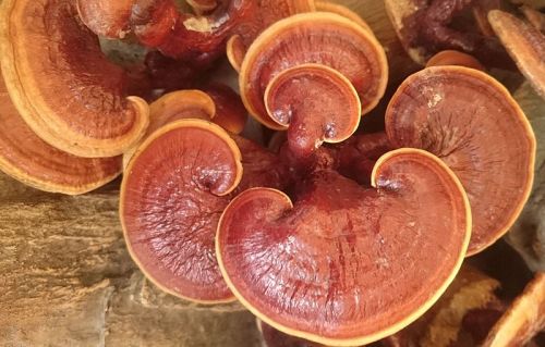 Reishi  por Divulgação